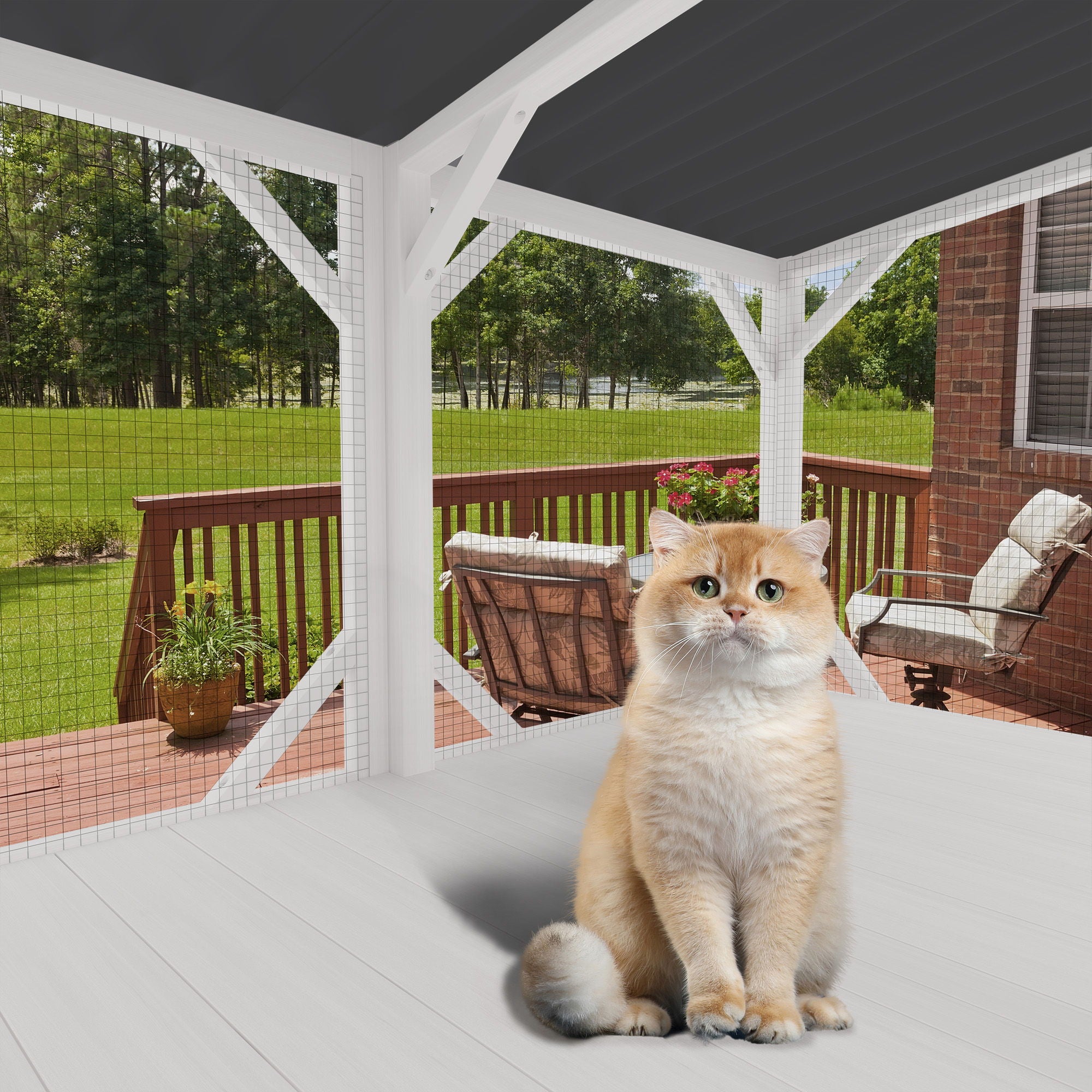 Cat Window Box