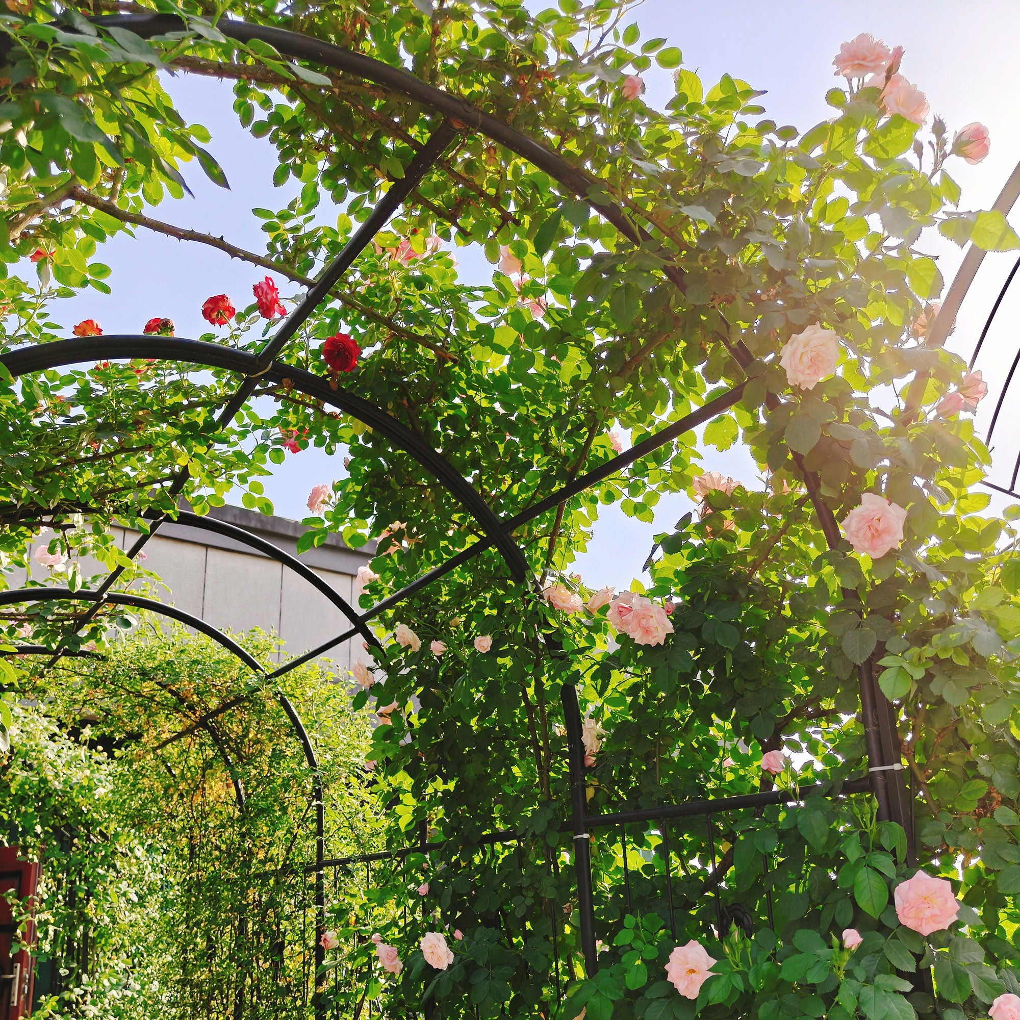Metal Garden Arch With Two Plant Stands Wide High Climbing Plants Support Rose Arch Outdoor - Black