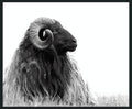Horn - 48" x 72" Photography - Black / White