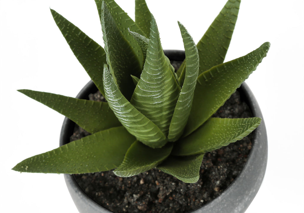 Artificial Succulent Plants (Set of 3)